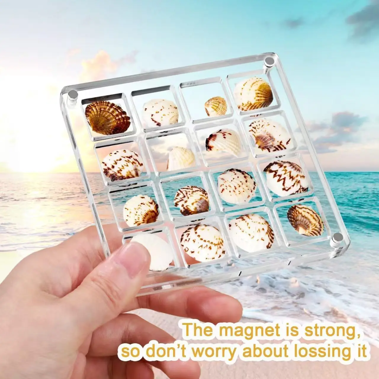 Acrylic Square Shell Storage Box Transparent Sea Shell Display Cabinet ...