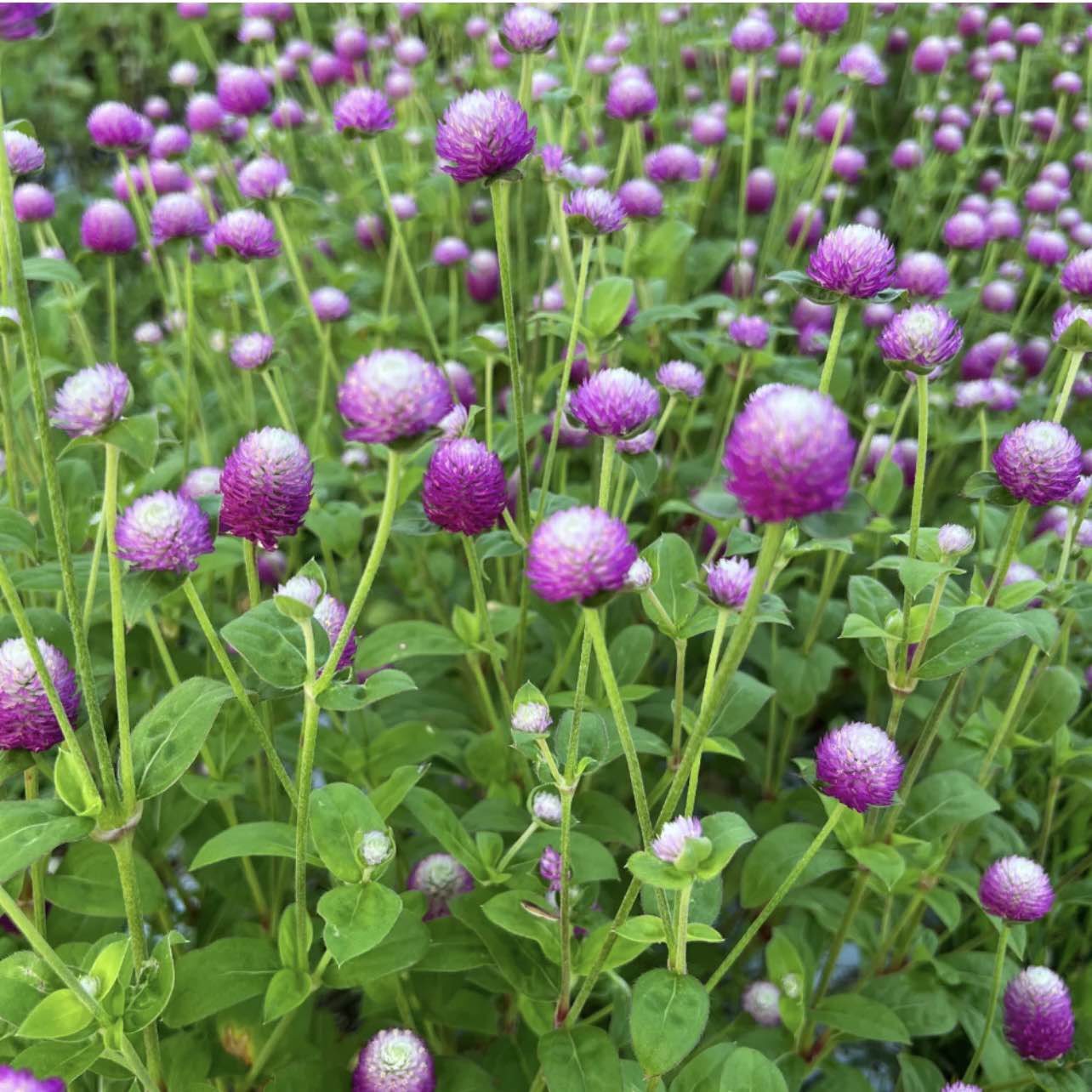 daraz.com.np