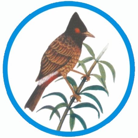 Zoltan Pogonyi - Red-whiskered bulbul (Pycnonotus jocosus)
